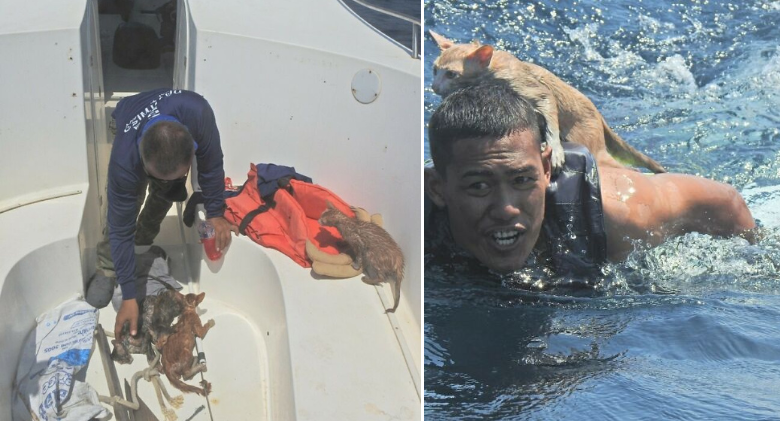 Four Cats Saved From Sinking Ship by a Courageous Navy Officer