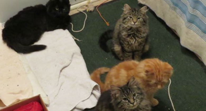 Four feral kittens and their mother were saved by a man after months of work