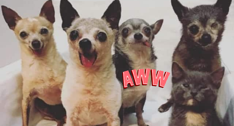 Four senior Chihuahuas Accept a Tiny Kitten Into Their Squad, Best Friendship Ever!