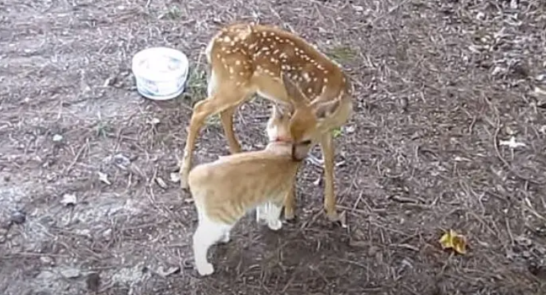 Friendly Cat Befriends Rescued Wild Deer ~ Read their friendship story