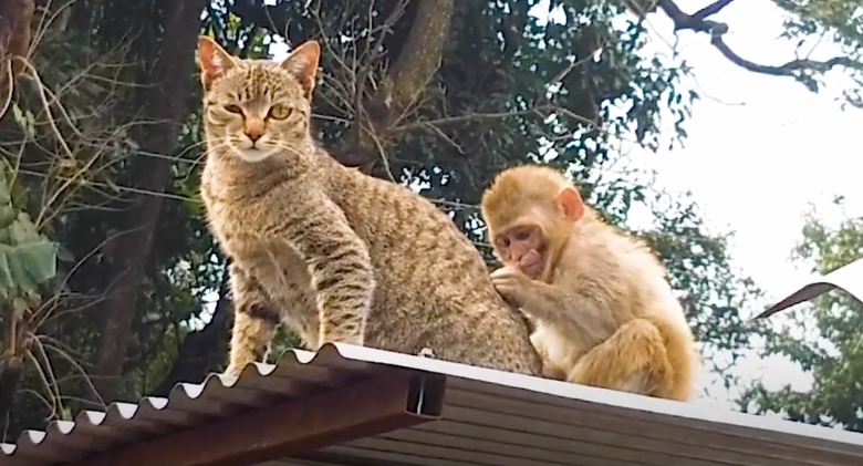 Friendly Cat and Shy Monkey Become Best Friends