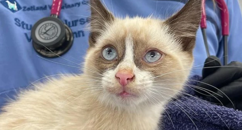 From Merseyside to Bristol, a kitten travels 170 miles on a van's engine