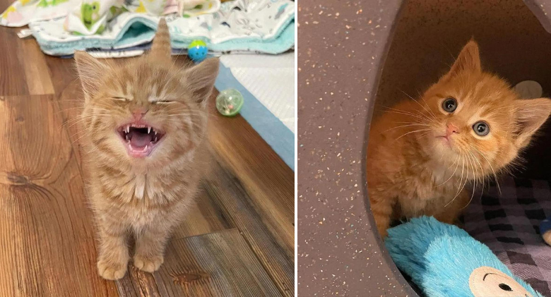 From hiding under blankets to "roaring" for attention, an orphan kitten transforms