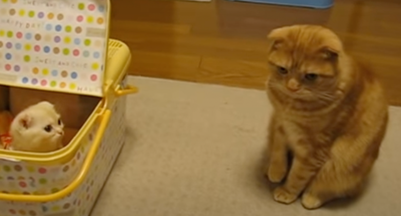 Ganmu The Ginger Cat First Interacts With A Kitten