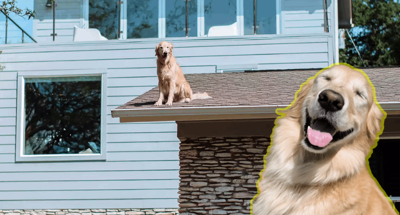 Golden Retriever Enjoys Greeting Neighbors from Texas Home's Roof