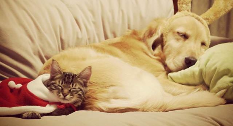 Golden Retriever Has a Love Affair With Tiny Kitten Whose Mother Rejected Her