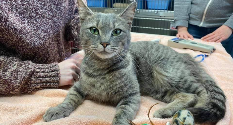 Grey Tabby Cat Snatching Ride From Delivery Man, Thankfully Saving Herself