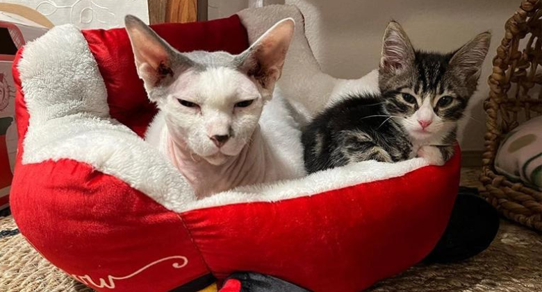 Gumby, a rescued Sphynx cat, adores all the foster kittens