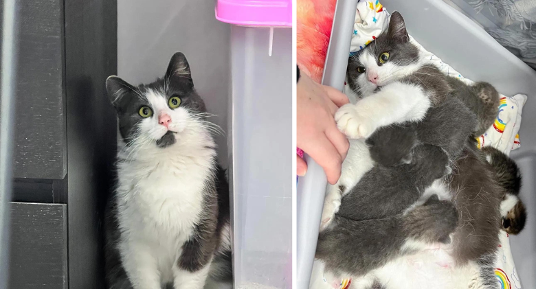 Happy to Have Her Kittens Out of the Cold, Cat Found Wandering on Snowy Roads