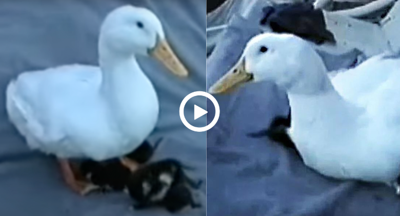 Harry the Duck with his litter of kittens! most heart warming video