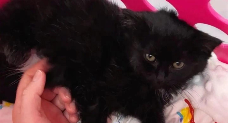 Having escaped from his litter, the kitten that was found alone under a car