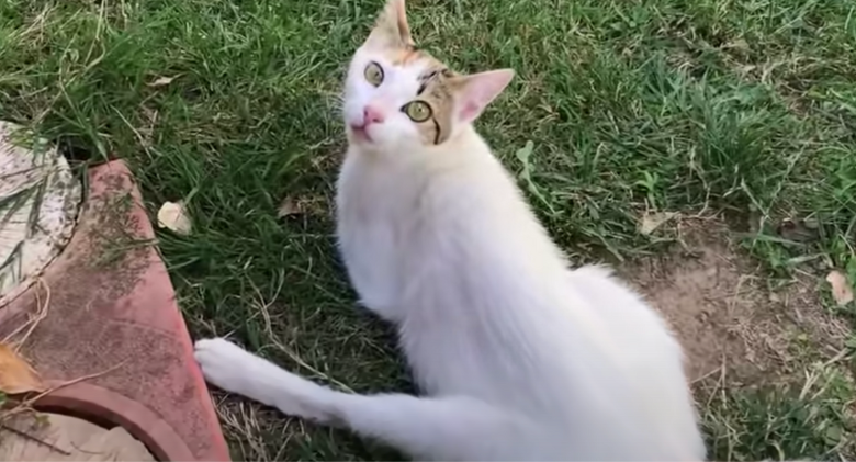 He saw this frail mother cat and discovered her entire family hiding in the bushes