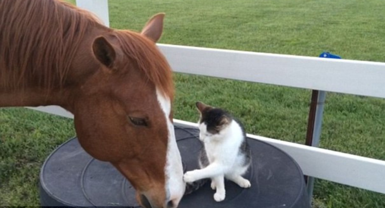 Heartwarming Bond Between a Cat and a Horse