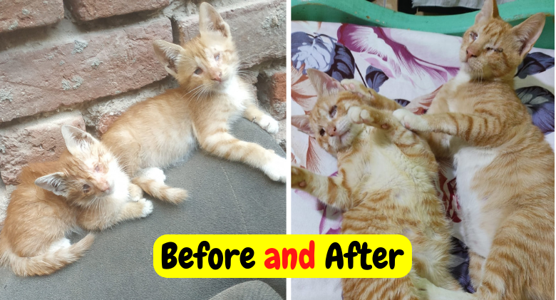 Here Are 10 Cats, With Rescue Photos Before and After! You'll Be Astounded By The Difference!