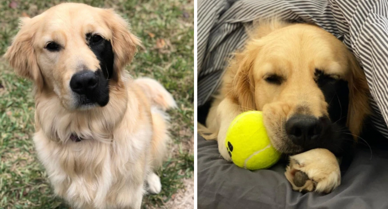 Here is Enzo, a Golden Retriever with a special, adorable birthmark