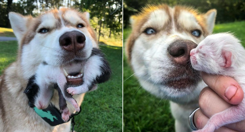 Hero Husky Discovers a Box Full of Near-Death Kittens in the Woods and Adopts Them