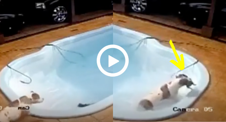 Hero Pit Bull Caught On Camera Saving Her Friend From Drowning In Pool