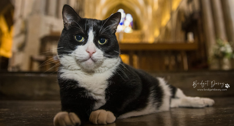 Hodge, a former injured stray, now enjoys life in this historic cathedral