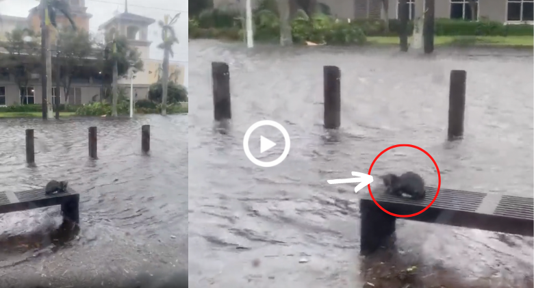 Hurricane Ian Cat Struggling Video Post by FL Weatherman Draws Criticism