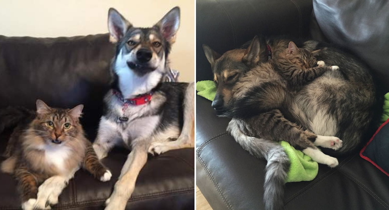 Husky selected her own kitten at the shelter