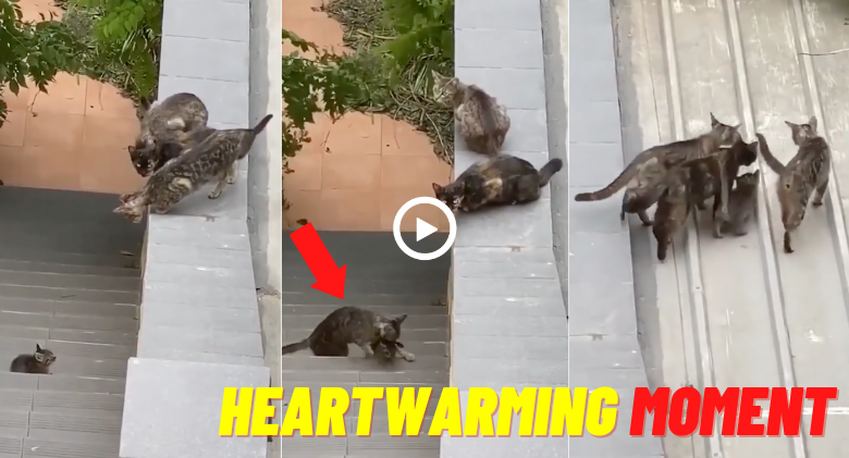 In a heartwarming scene, three cats assist a little kitten in making a five-foot jump to a rooftop