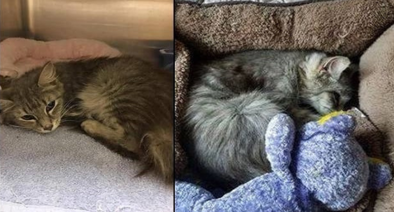 In a sick case of abandonment, a mother cat and her kittens were discovered tied together