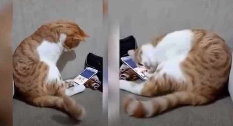 In a video, a cat reacts to seeing his deceased human!