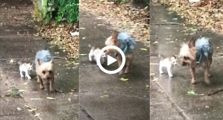 In rain, a kind dog rescues a tiny abandoned kitten and brings her home