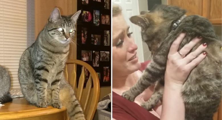 Indiana Missing Cat Finally Caught After Avoiding Rescuers for 2 Months!