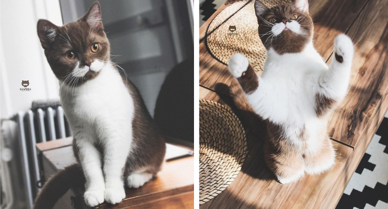 Introducing Gringo, the Mustachioed Cat Who Looks Like A Gentleman!