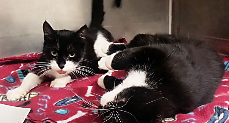 Keller, His 'Seeing-Eye Cat' Mama, and Adopted Kitten Friend Astound the Shelter