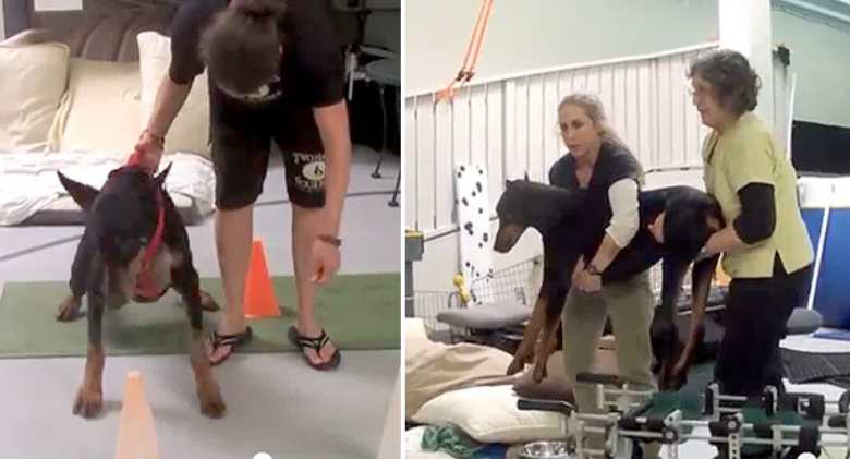 Kenny, a paralysed Doberman, regains his ability to walk