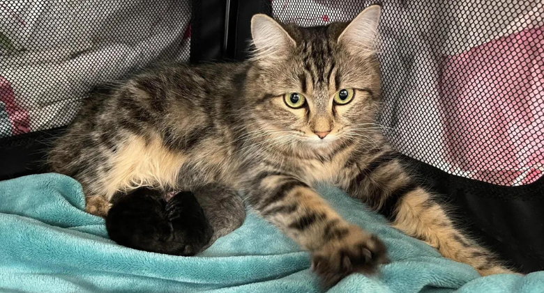 Kind people pick up a cat that was left outside, and also saved her kittens