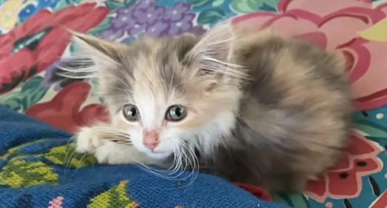 Kitten Arrives Outside a House by Herself and Decides to Move Inside That Day