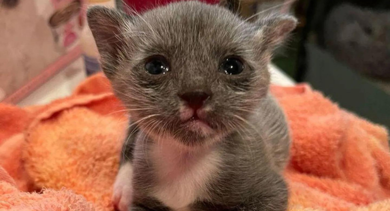 Kitten Arrives as Tiny Wonder and Develops Into Sweet Young Cat with Pepper & Salt Fur