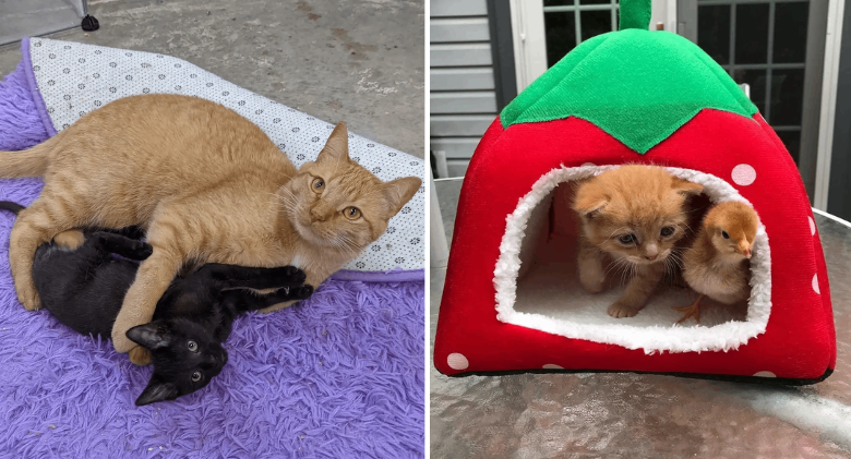Kitten Confidently Decides to Help Other Cats in Need After Being Found