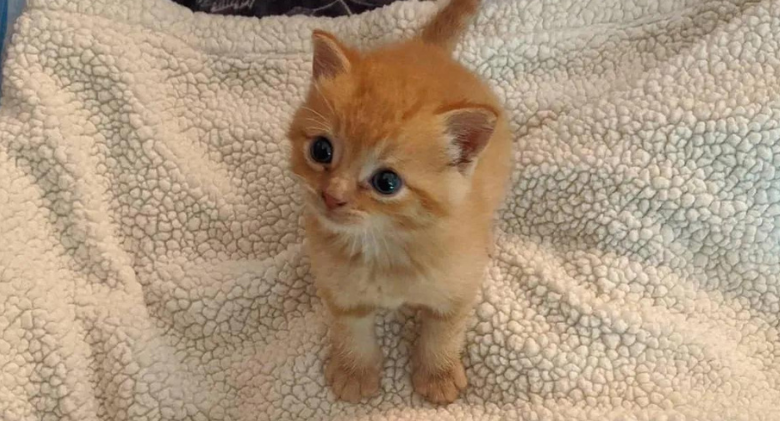 Kitten Decides to Help Other Cats in Need After Being Found on the Side of the Road