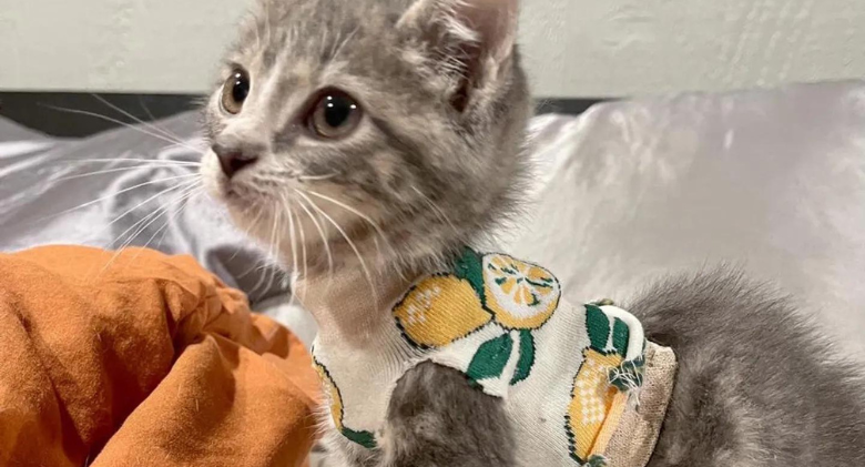 Kitten Makes Great Steps While Wearing Tiny Vest to Protect His Chest