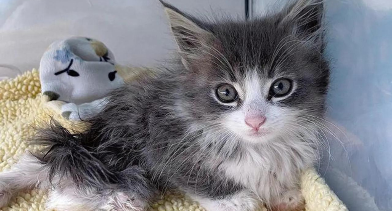 Kitten Scoots Around and Purrs Nonstop in Thankfulness to Woman Who Helps Him