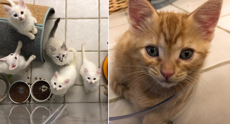 Kitten Travels with Her Six Brothers and Sisters, Is the Only Orange Tabby