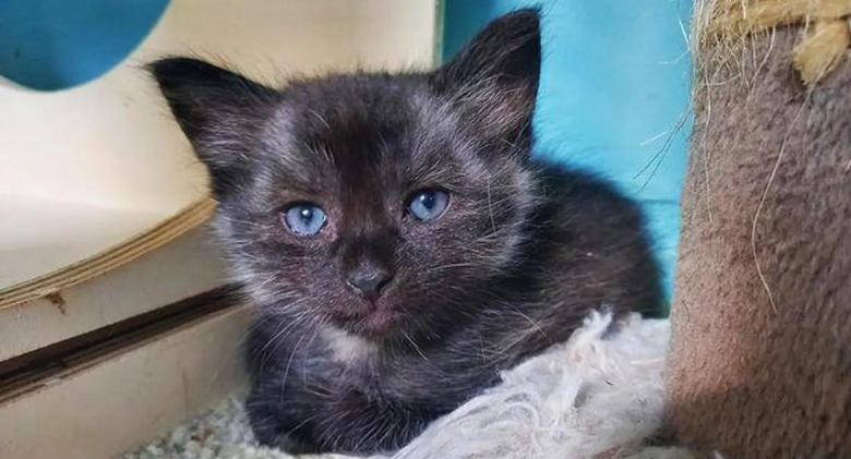 Kitten finds cat who doesn't hesitate to take him in after arriving as an orphan