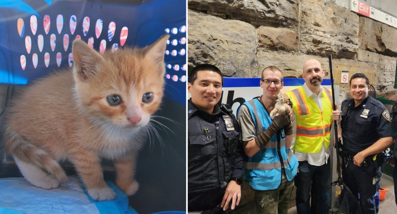 Kitten stops Bronx subway Thursday morning, almost causes catastrophe