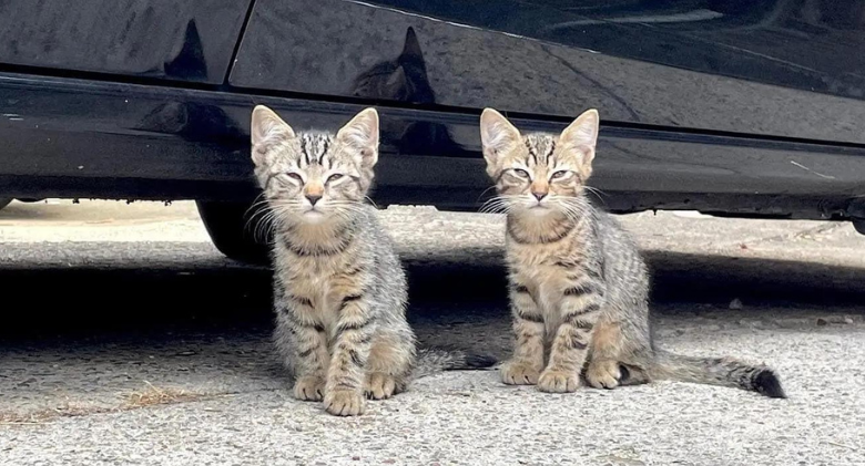 Kittens Found in Pair on the Street Family cats can teach you how to be brave