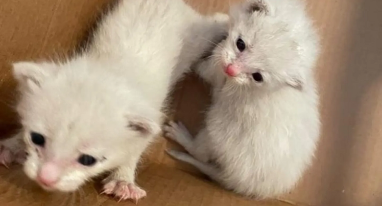 Kittens Who Were Squeaking for Help in a Backyard Now Have Someone to Hold