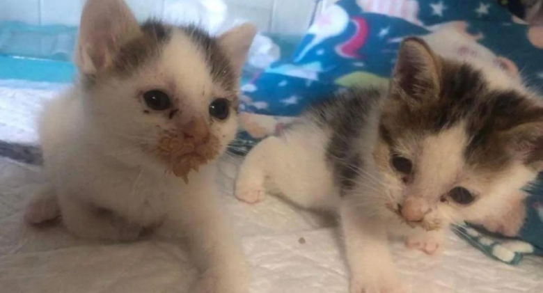 Kittens discovered crawling on a gravel road are receiving lots of hugs and getting the chance