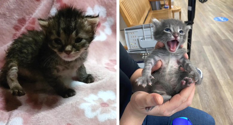 Layla and Snally, two fuzzy rescued kittens, have 'permanent bedhead