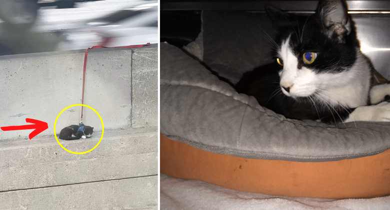 Leashed cat wanders off and ends up perched on edge of bridge