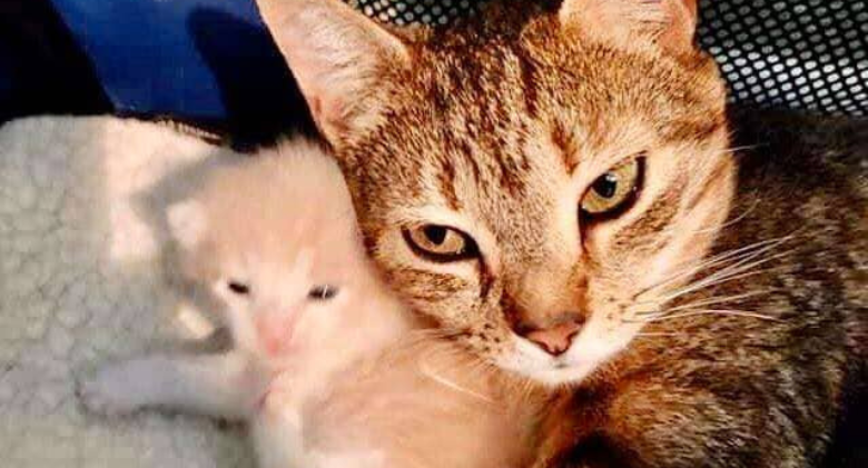 Mama Cat From The Street Is Overjoyed To Meet Her Kittens Again At The Shelter