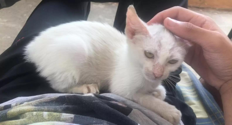 Man Sleeps Outside and Awakens With A Kitten On His Lap