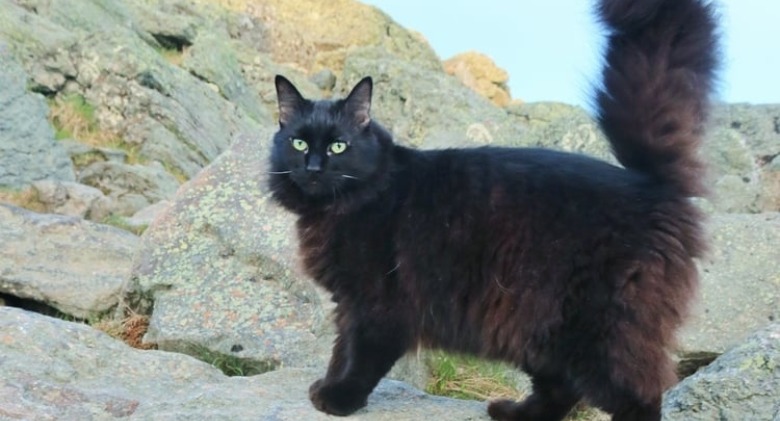 Marty the Cat Climbs Mount Washington After More Than Ten Years